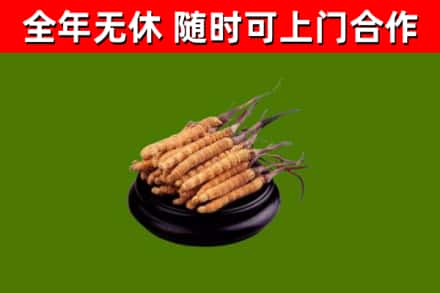 古蔺县烟酒回收冬虫夏草.jpg