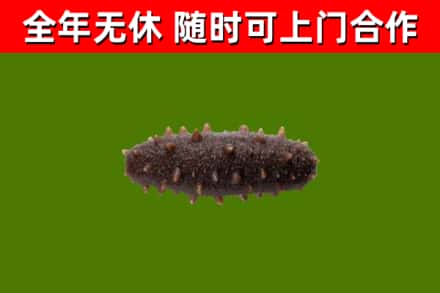 古蔺县烟酒回收干海参.jpg
